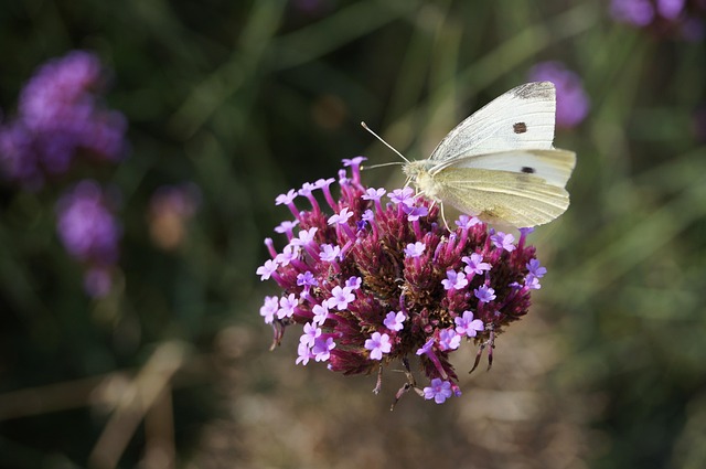 Free Butterfly White photo and picture