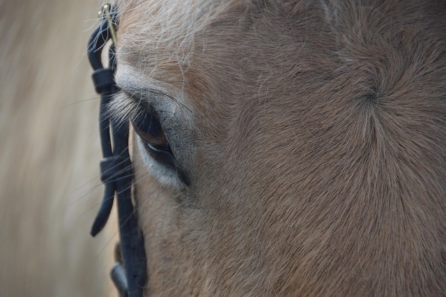 Cavalo, Olho, Animal, Cabeça, Fechar-Se