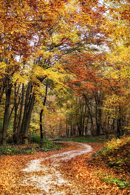 Otoño, Árboles, Bosque, Naturaleza