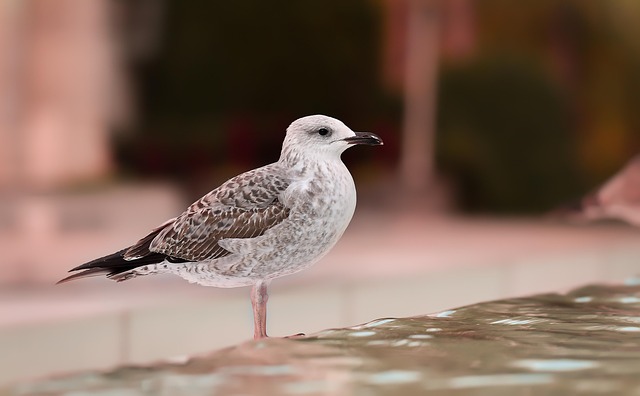 Free Bird Nature photo and picture