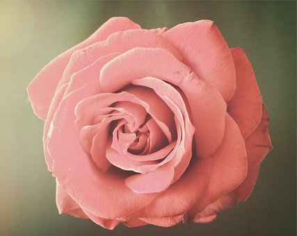 Rose, Lyserød Rose, Romantik, Romantisk