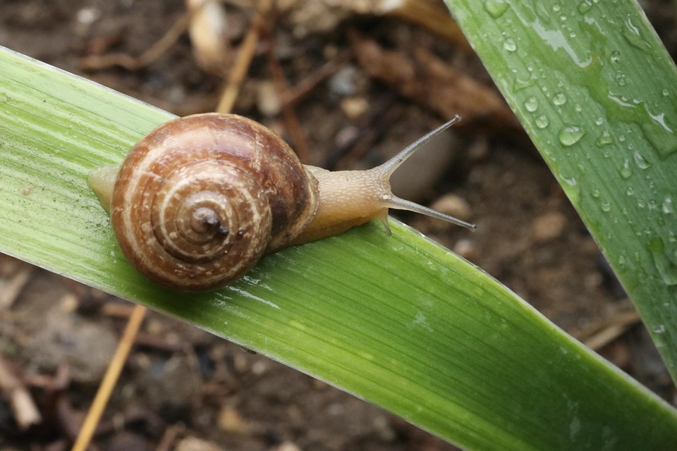Snail Rain Sheet Free photo on Pixabay Pixabay