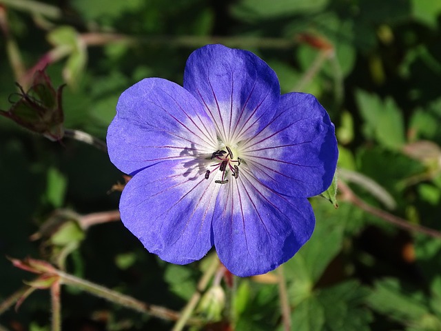 Fleur Rozanne Géranium Vivace Rozanne Fleur - Photo gratuite sur Pixabay - Pixabay
