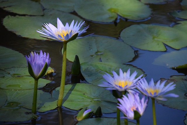 Free Summer Water Lilies photo and picture