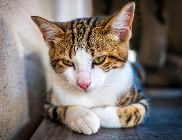 Katze, Tier, Portrait Der Katze