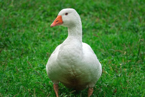 Free Goose Animal photo and picture