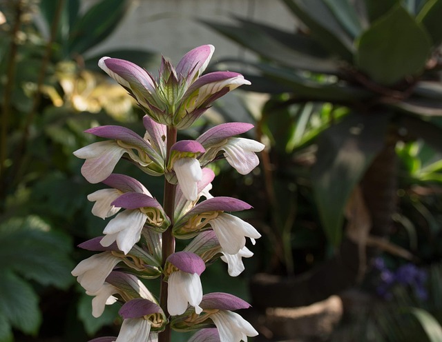 Free Flower Outdoors photo and picture