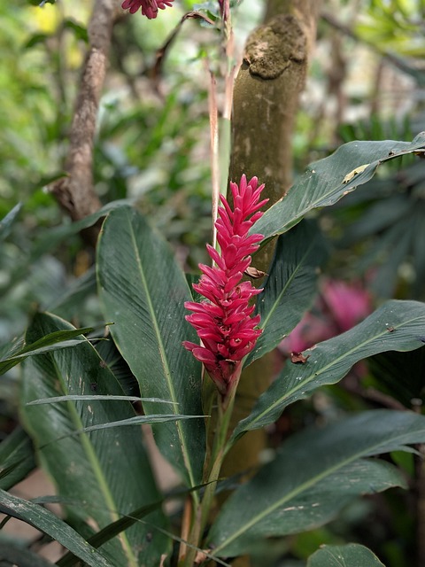 Free Flower Plant photo and picture