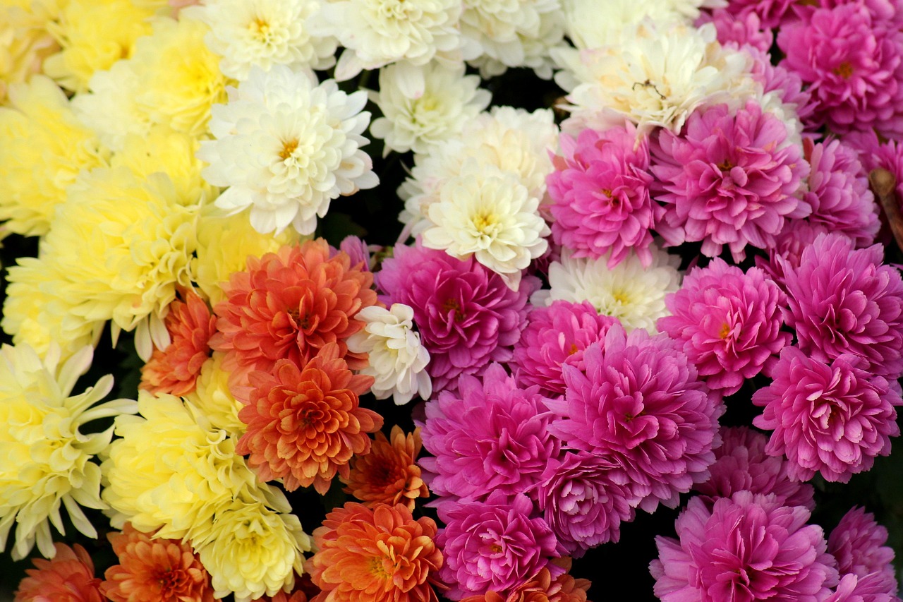 Chrysanthèmes