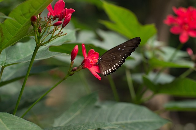Free Butterfly Flower photo and picture