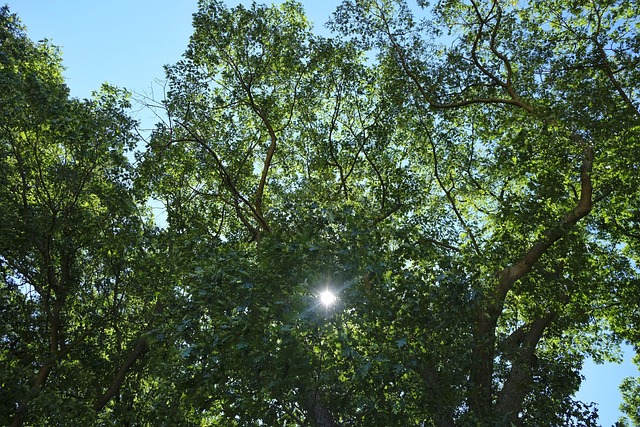 Free Leafs Sun photo and picture