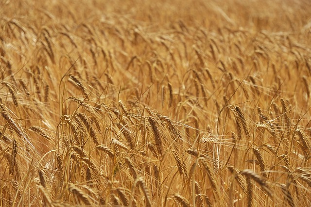 Free Crops Agriculture photo and picture