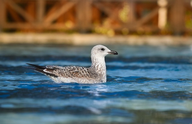 Free Seagull Nature photo and picture