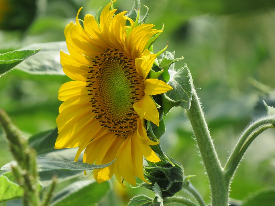 Sunflowers Plants Free photo on Pixabay