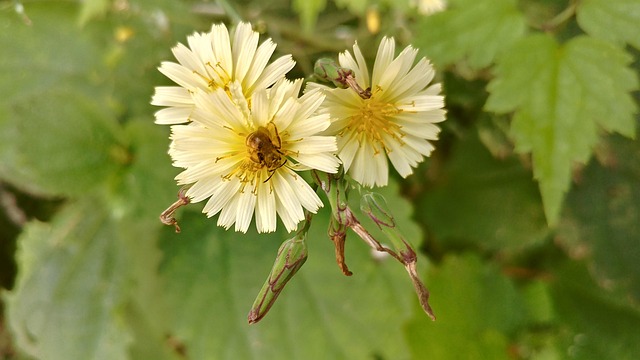 Free Dandelion Flower photo and picture