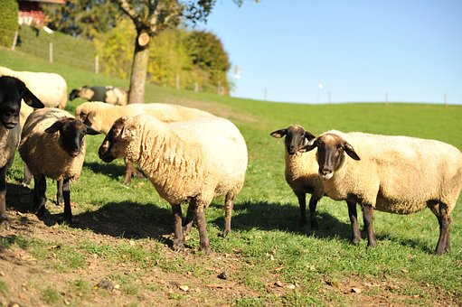Får, Suffolk Får, Allgäu