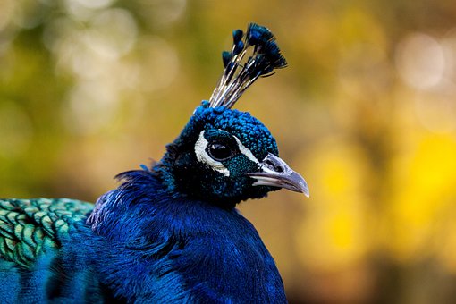 Free Peacock Bird photo and picture