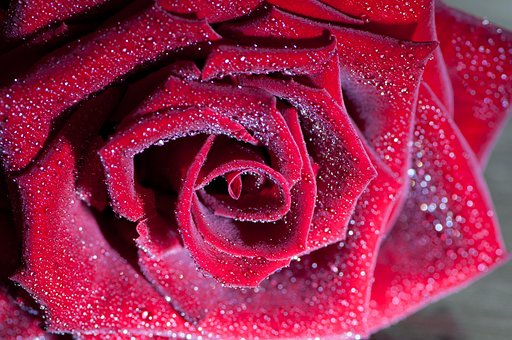 Rose, Smukke Blomster, Blomst