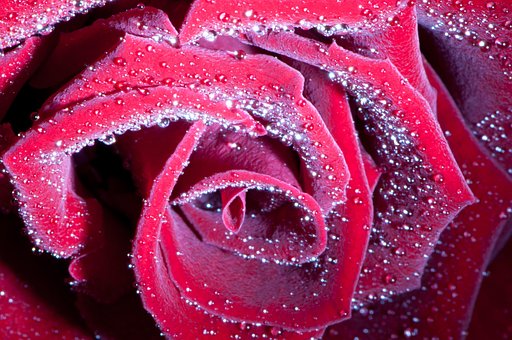Rose, Blomst, Blomstre, Natur, Elsker