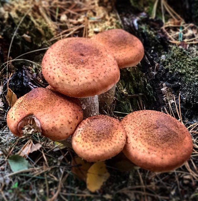 Free Mushrooms Forest photo and picture