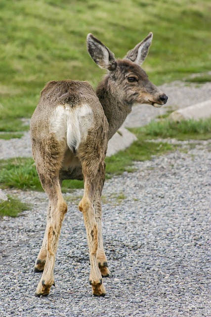 Free Deer Canada photo and picture