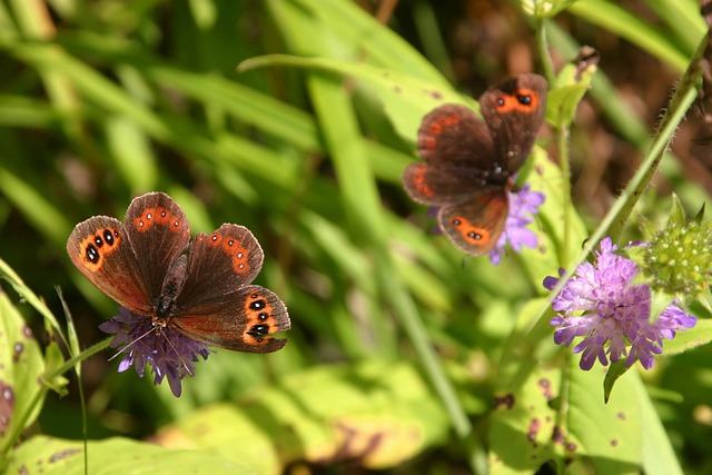 Free Butterfly Flower photo and picture