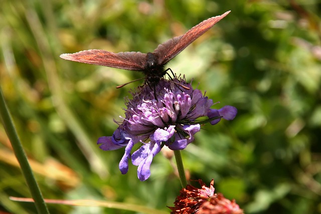 Free Butterfly Beautiful Flowers photo and picture