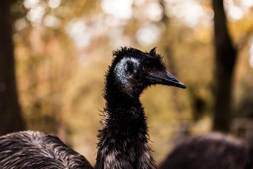 Free Emu Ostrich photo and picture