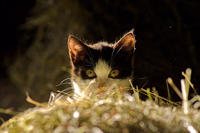 Katze, Blick, Haustier, Katzengesicht