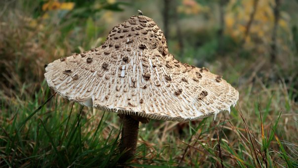 Free Mushroom Kite photo and picture