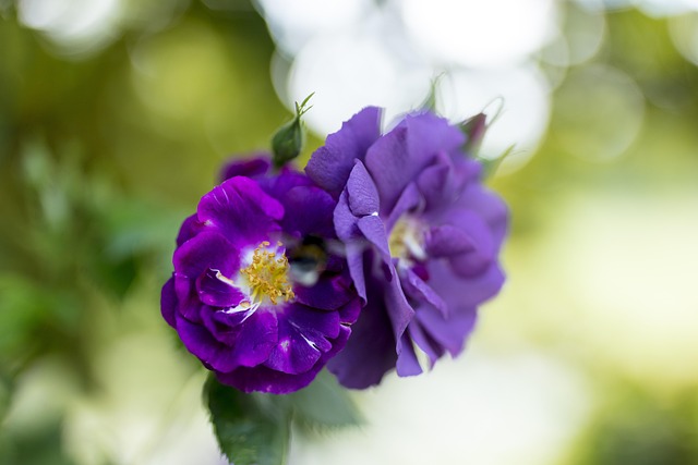Rosa, Roxa, Flor, Romântico, Flor Rosa