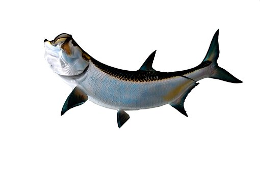 9 Free Tarpon Tarpon Springs Photos Pixabay