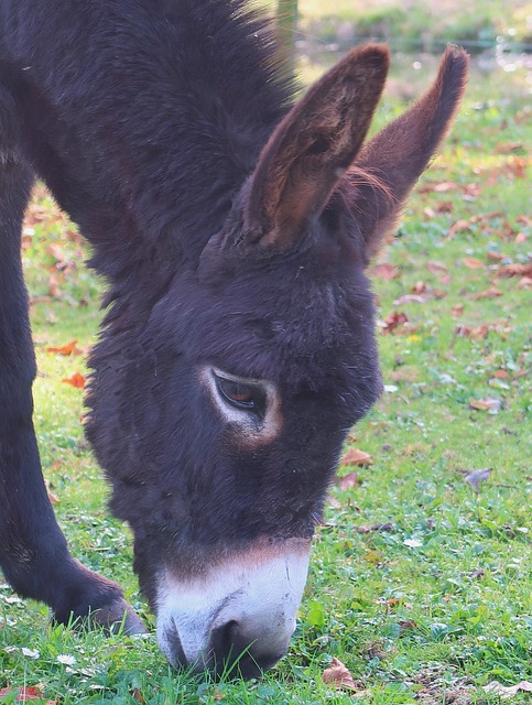 Burros, Mula, Bestia De Carga
