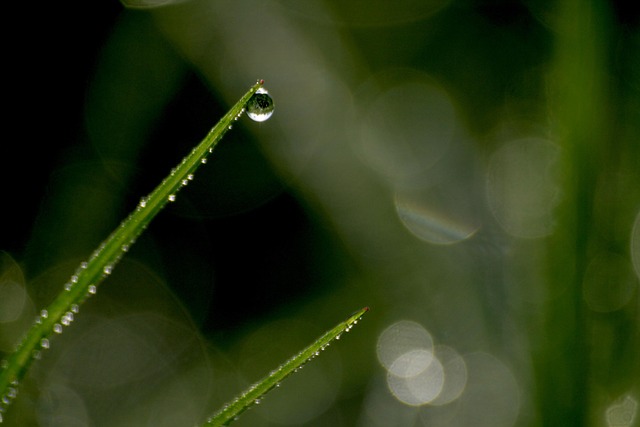 Free Nature Dew photo and picture