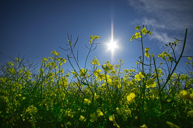Free Field Of Rapeseeds Sun photo and picture