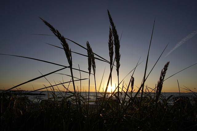Free Sunrise Beach Grass photo and picture