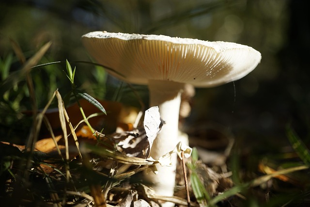 Free Mushroom Fall photo and picture