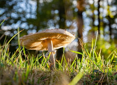Pilz, Wiese, Natur, Waldboden, Gras