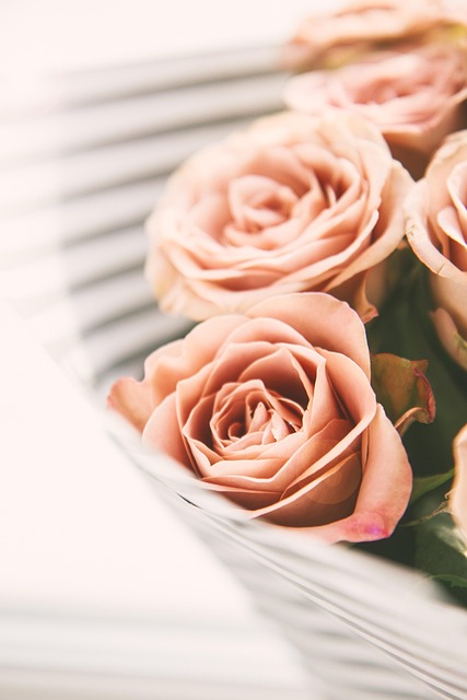 Flores, Rosa, Natureza, Flora, Primavera