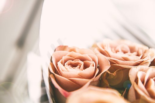 Rosa, Flor, Fundo Flor, Flor Rosa, Bloom