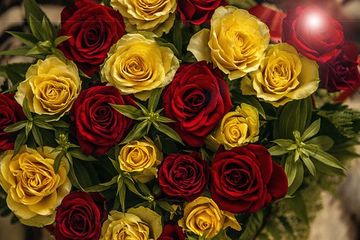 Rosa, Flor, Flores Bonitas, Padronizar