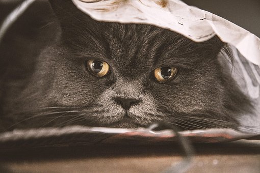 Gato, Emoção, Gatinho, Animal, Olhos