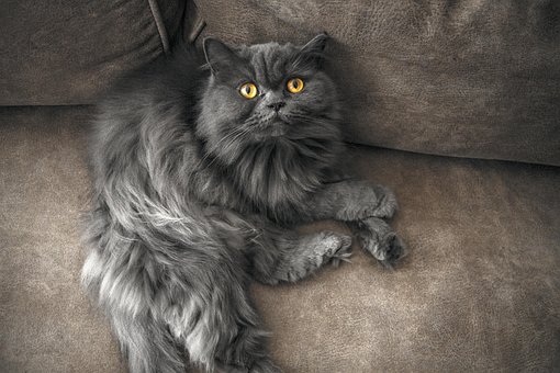 Gato, Casa, Bonitinho, Gatinho