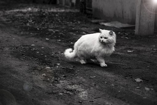 Gato, Animal, Bicho De Estimação, Tigre