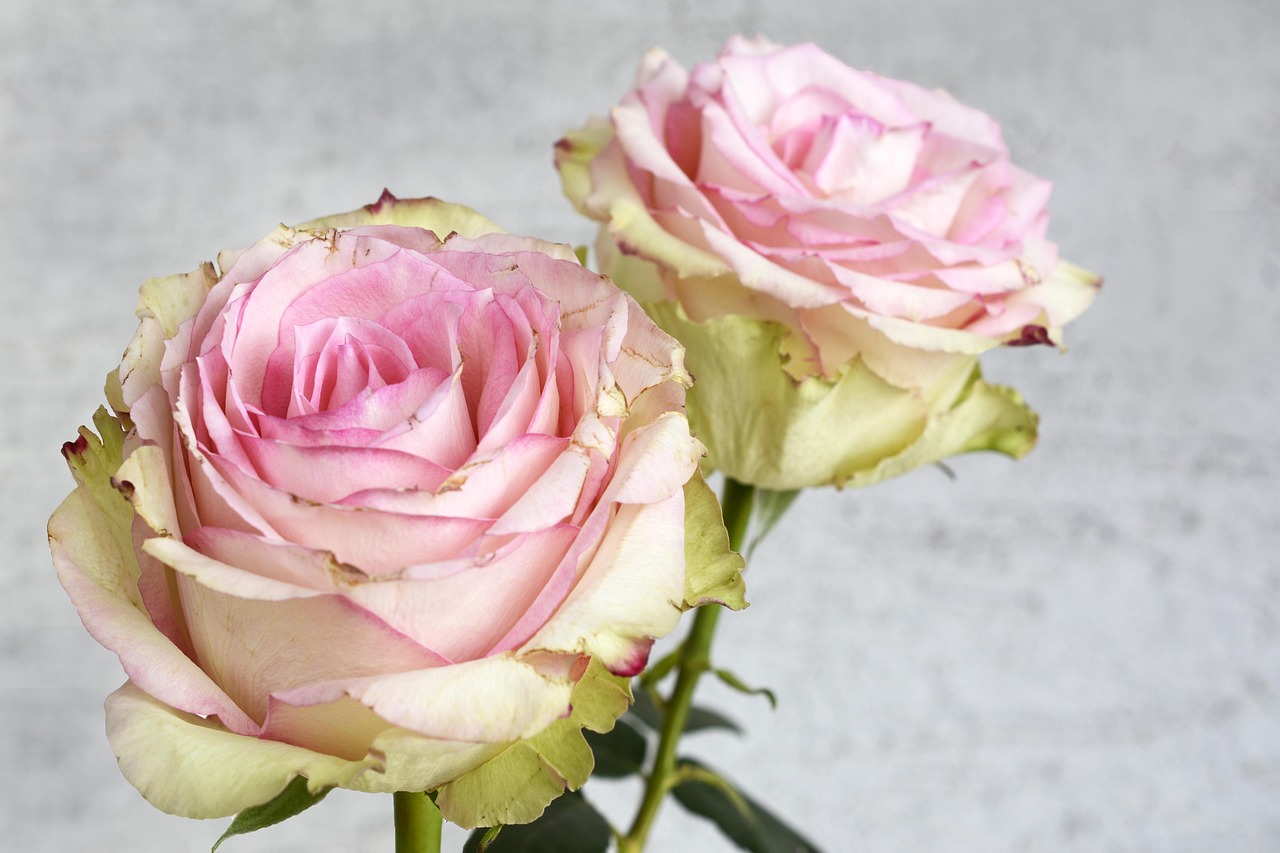 Rose Blossom Bloom - Free photo on Pixabay - Pixabay