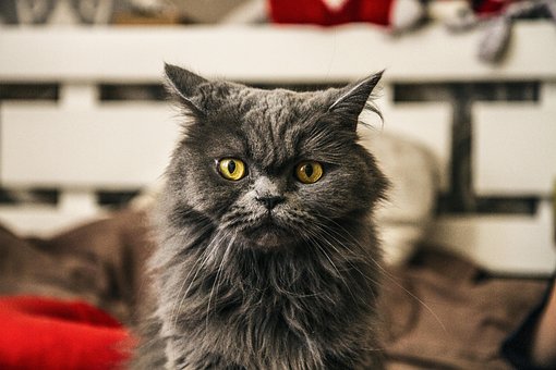 Gato, Retrato, Animal