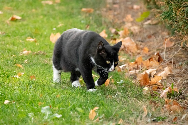 Free Animal Nature photo and picture