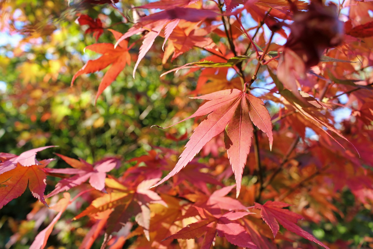Fall Leaves Nature - Free photo on Pixabay - Pixabay