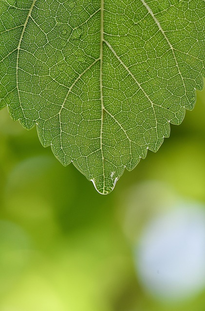 Free Green Phone Wallpaper photo and picture