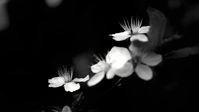 Free B W Beautiful Wallpaper photo and picture